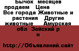 Бычок 6месяцев продаем › Цена ­ 20 000 - Все города Животные и растения » Другие животные   . Амурская обл.,Зейский р-н